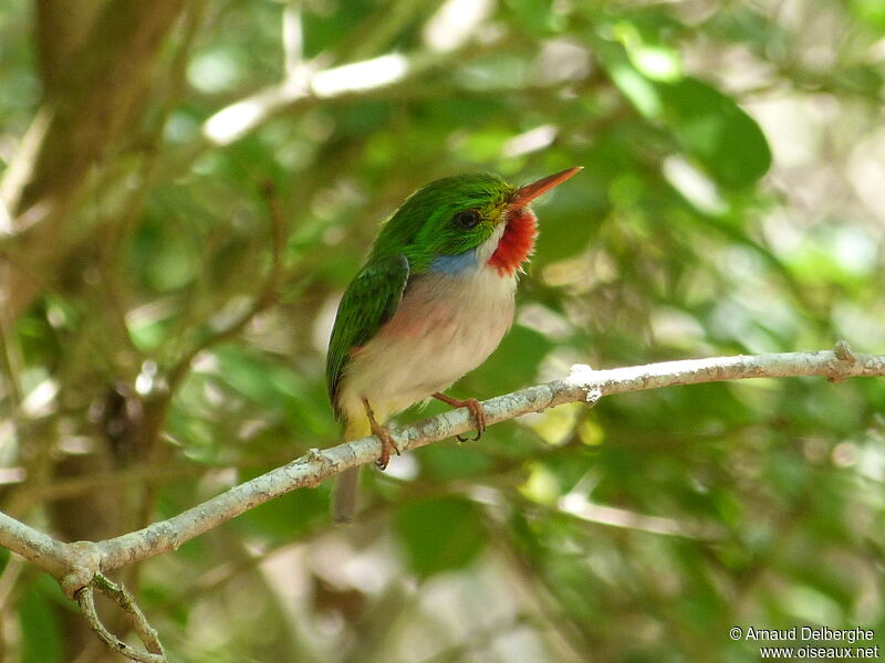 Cuban Tody