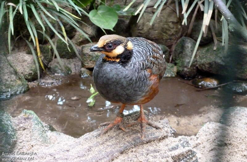 Chestnut-bellied Partridge, identification