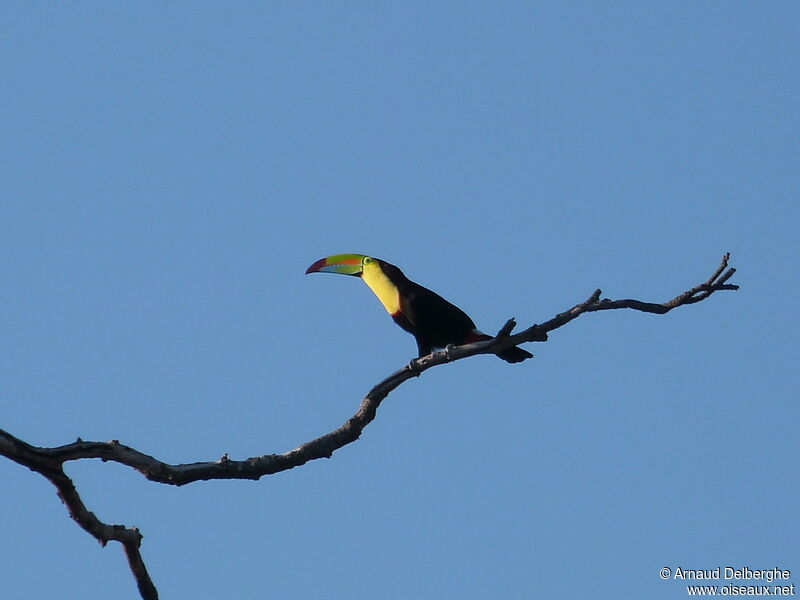 Keel-billed Toucan