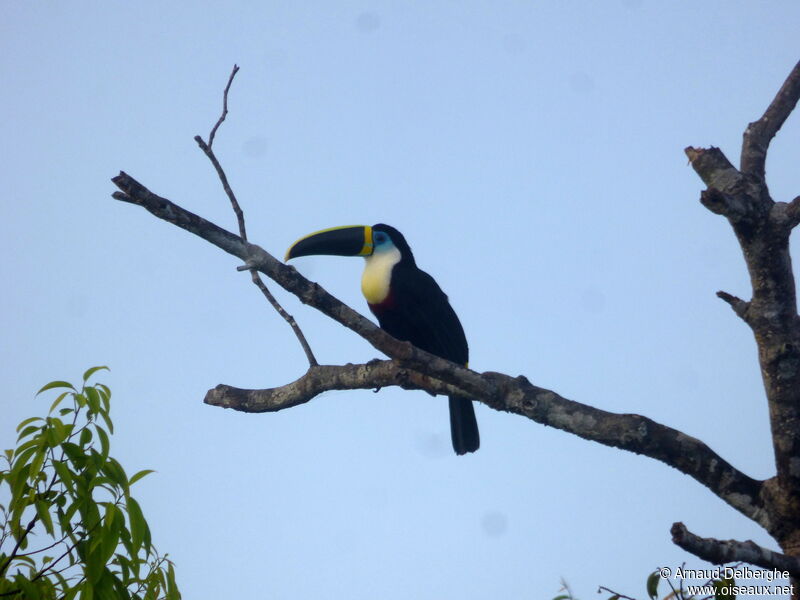 Toucan à culmen jaune