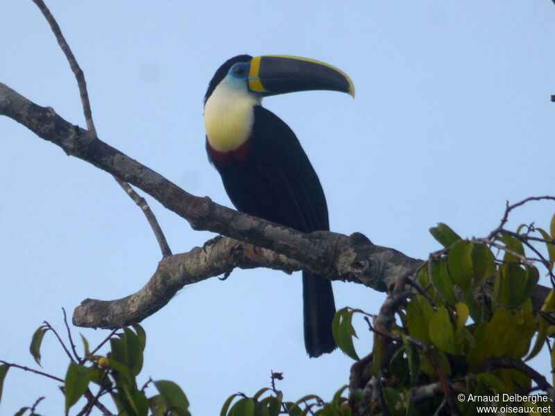 Toucan à culmen jaune