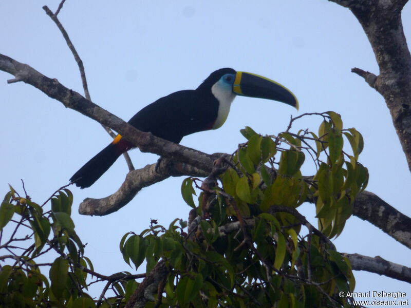 Toucan à culmen jaune