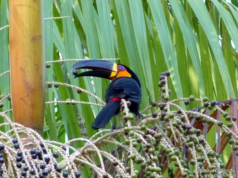 Channel-billed Toucan (ariel)