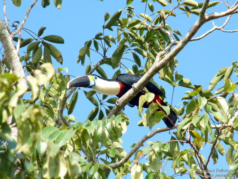 Toucan de Cuvier