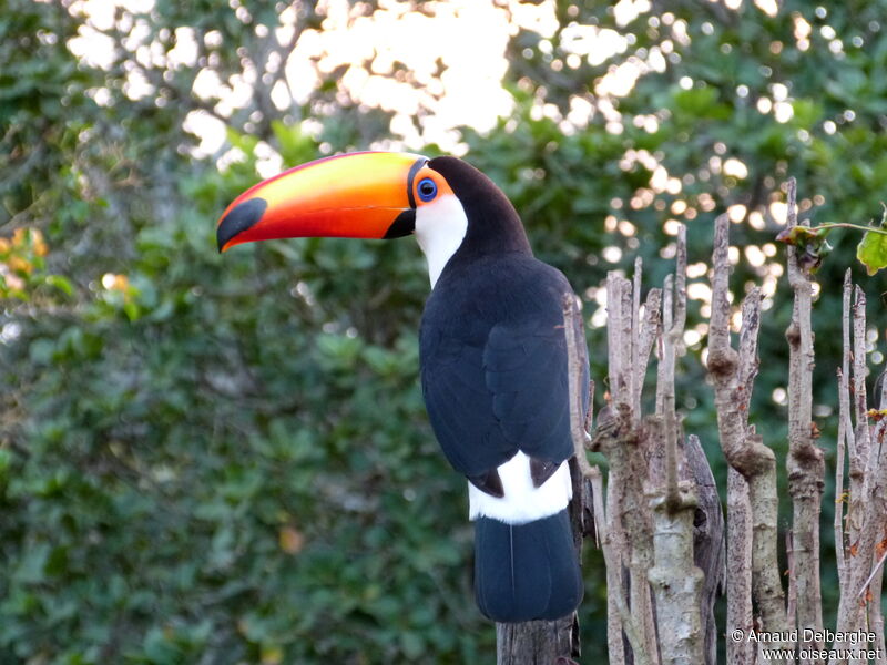 Toco Toucan