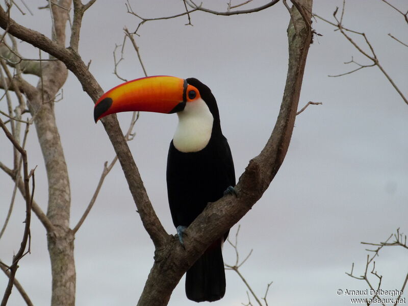 Toco Toucan