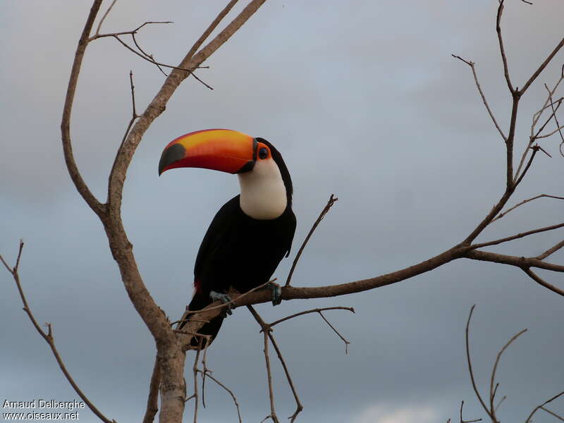 Toucan tocoadulte, portrait