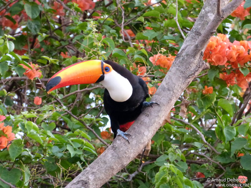 Toucan toco