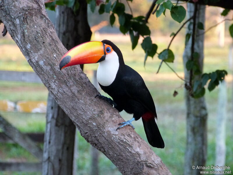 Toucan toco