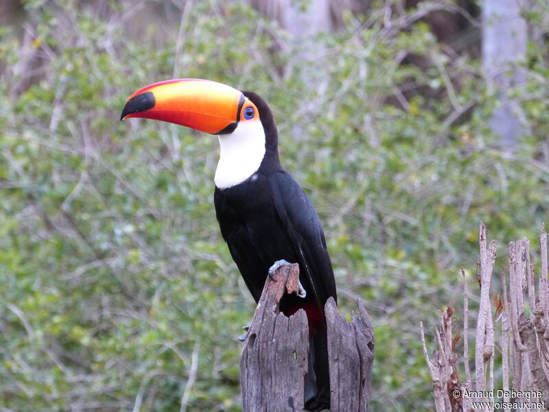 Toco Toucan