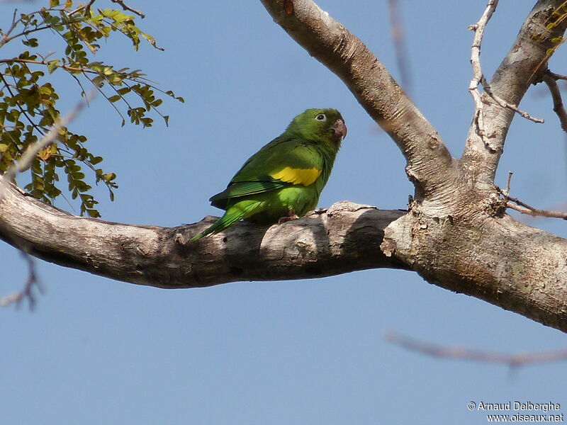 Yellow-chevroned Parakeet