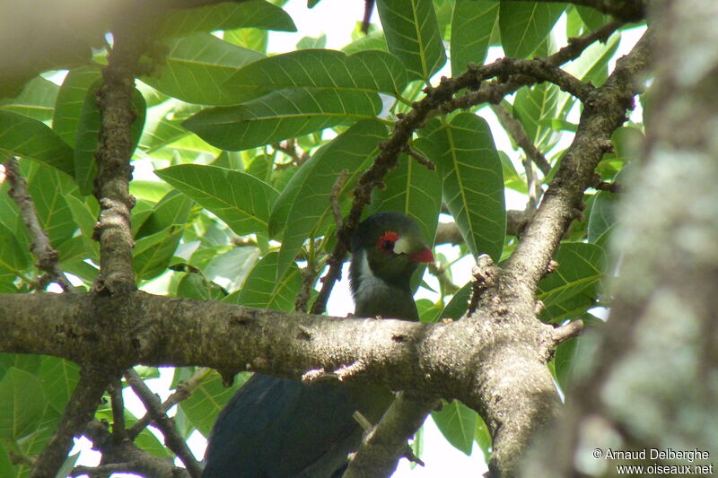 White-cheeked Turaco