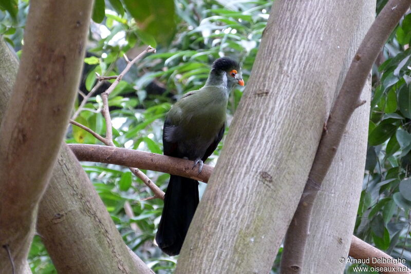 White-cheeked Turaco