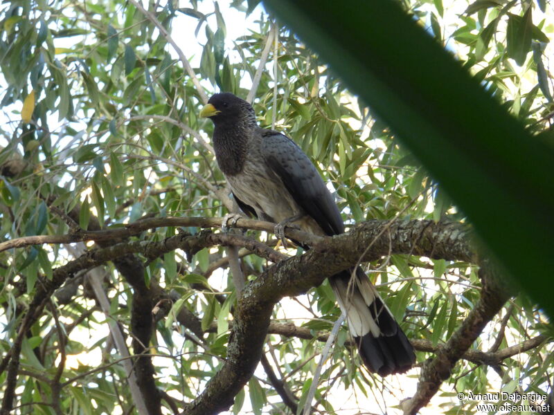 Eastern Plantain-eater