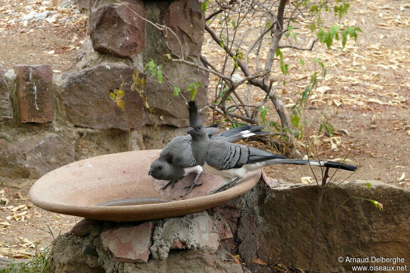 White-bellied Go-away-bird