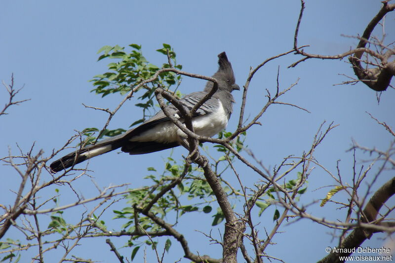 White-bellied Go-away-bird