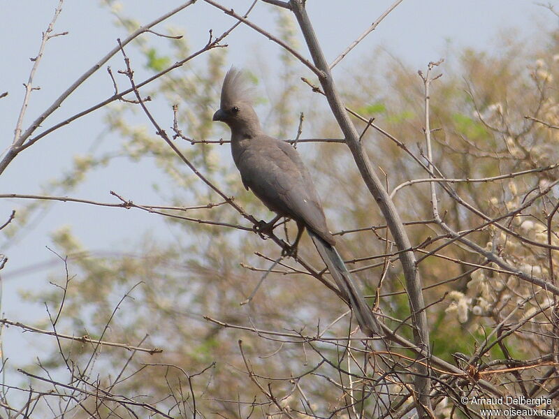 Grey Go-away-bird