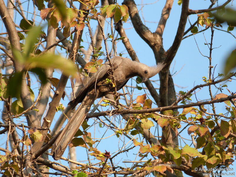 Grey Go-away-bird