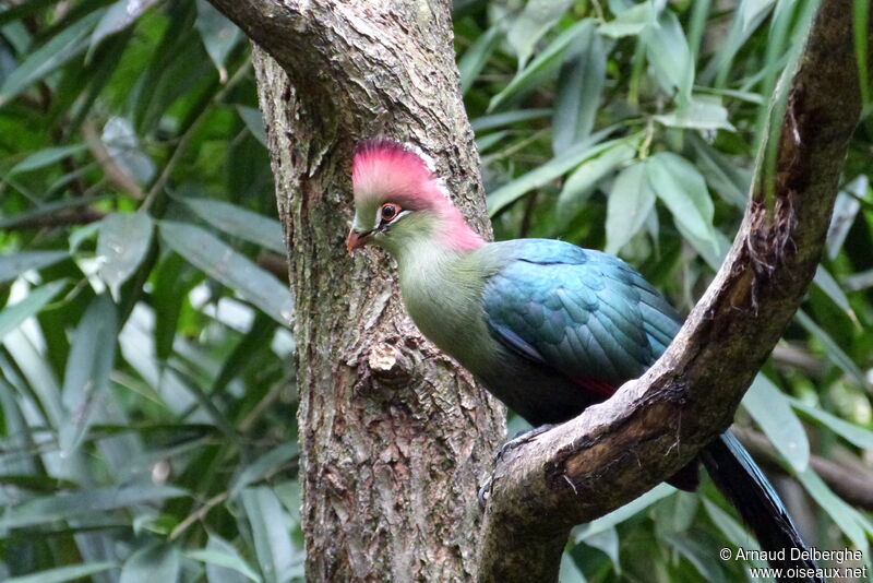 Fischer's Turaco