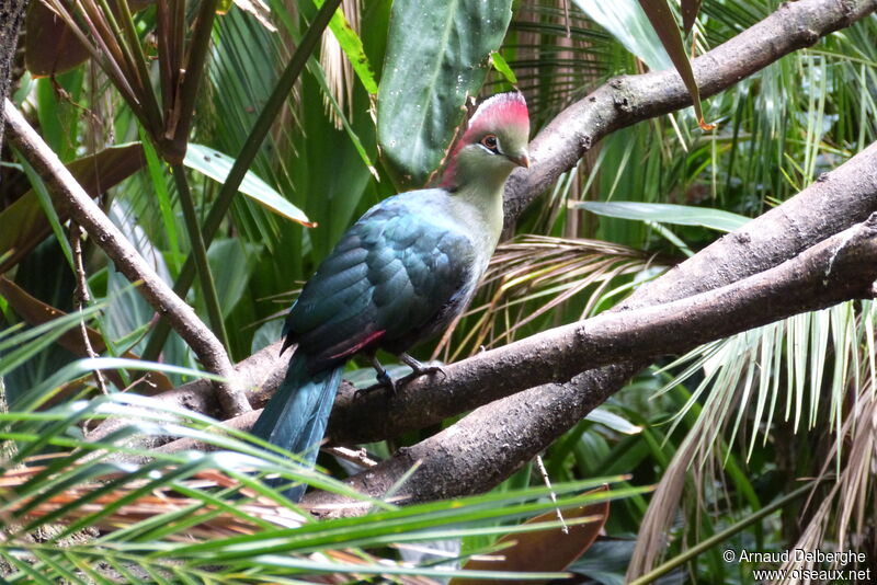 Touraco de Fischer