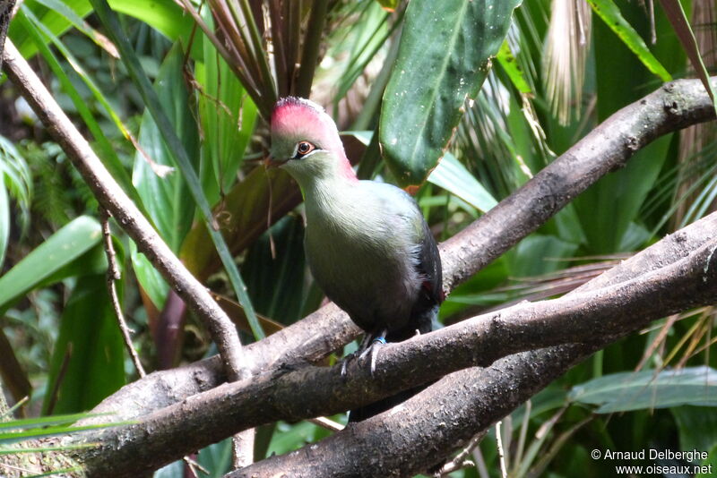 Touraco de Fischer