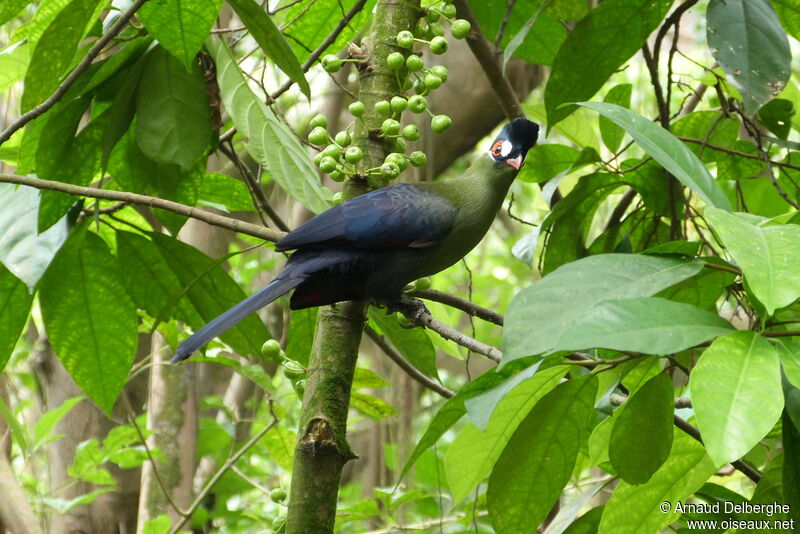 Hartlaub's Turaco