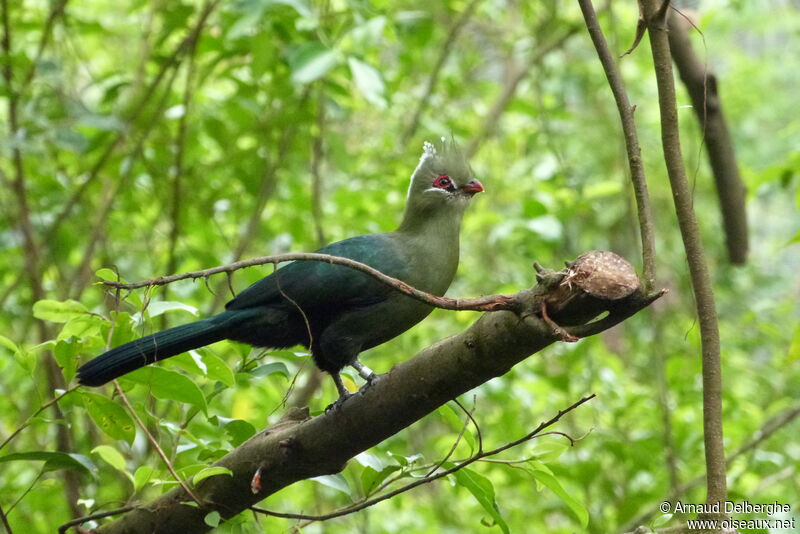 Livingstone's Turaco