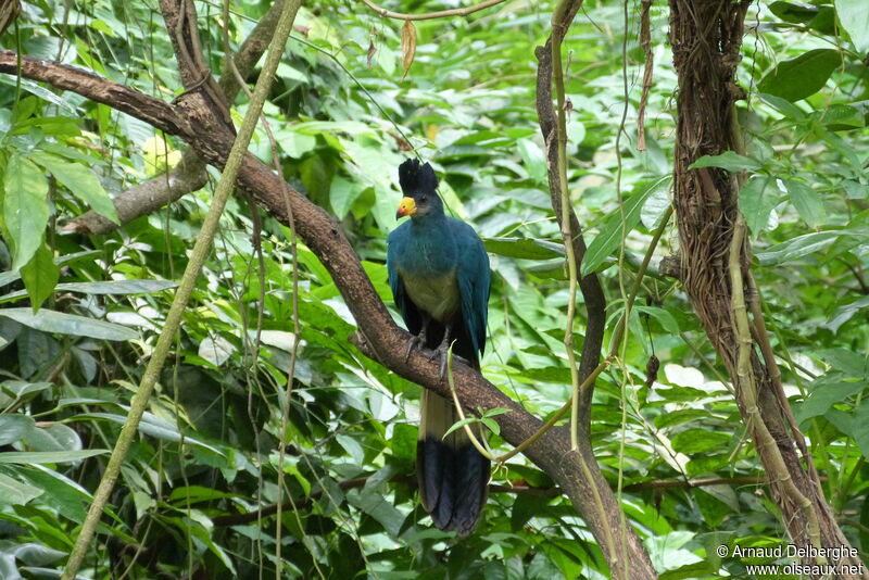 Great Blue Turaco