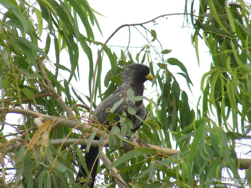 Western Plantain-eater