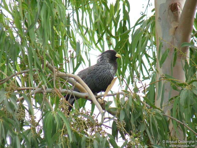 Western Plantain-eater