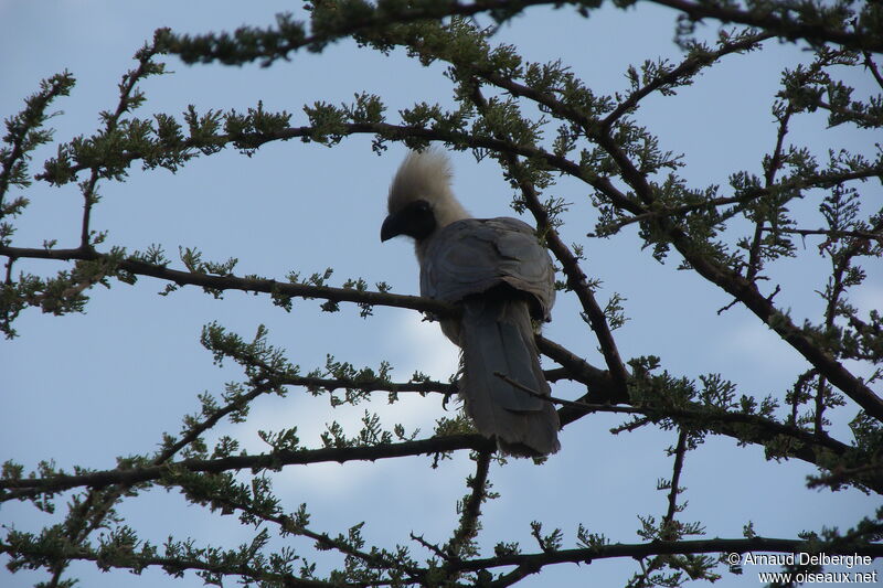 Bare-faced Go-away-bird