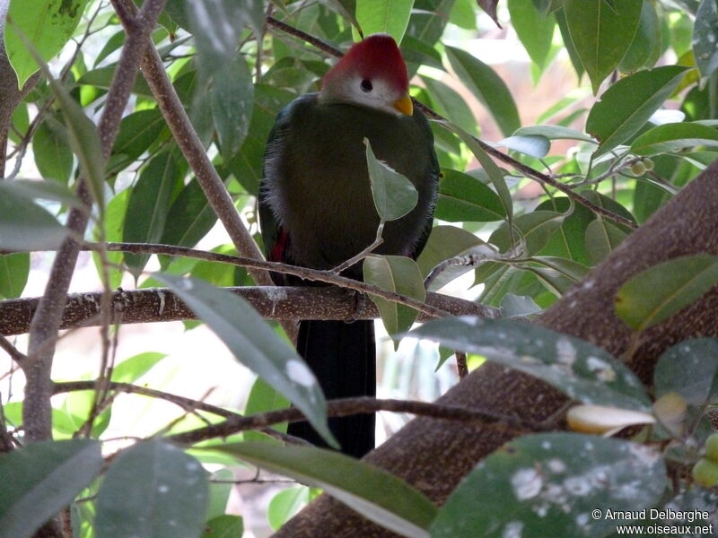 Red-crested Turaco