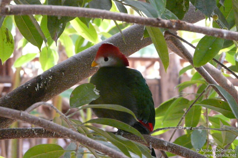 Red-crested Turaco