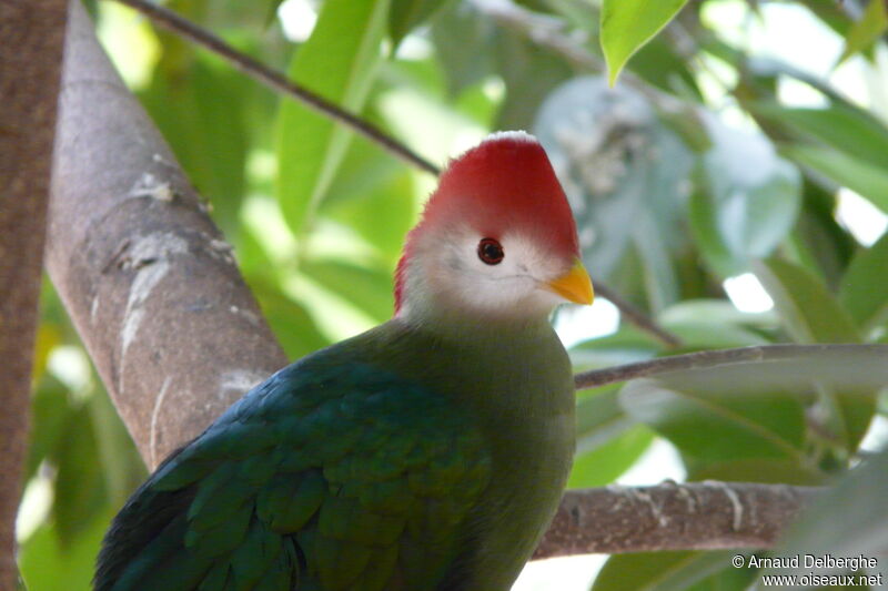 Red-crested Turaco