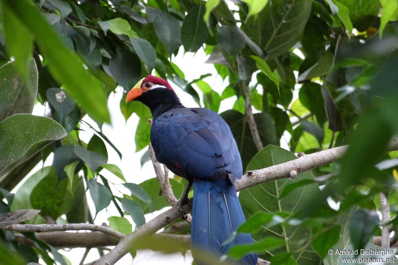 Touraco violet