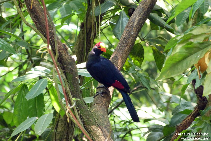 Violet Turaco