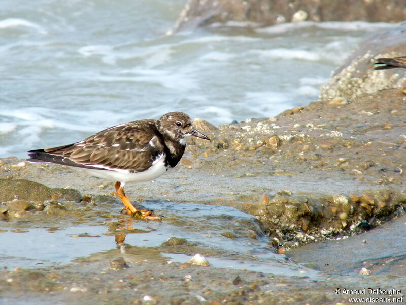 Ruddy Turnstone