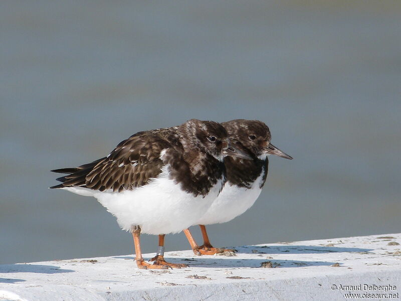 Ruddy Turnstone