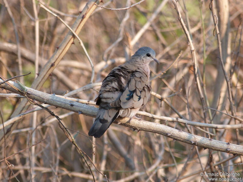 Emerald-spotted Wood Dove