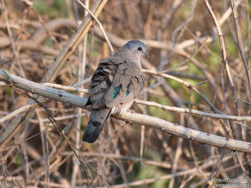 Emerald-spotted Wood Dove