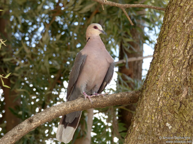 Red-eyed Dove