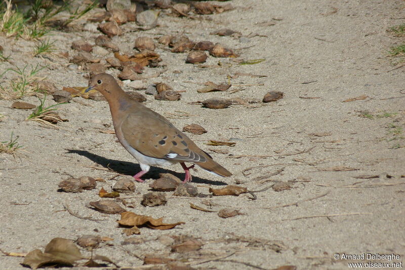 Zenaida Dove