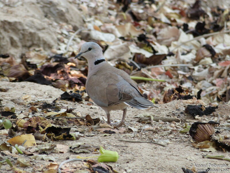 Ring-necked Dove