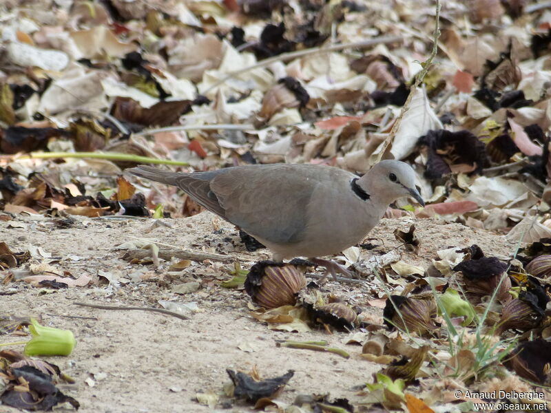 Ring-necked Dove