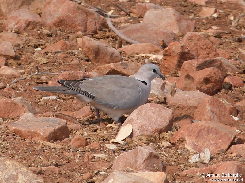 Ring-necked Dove