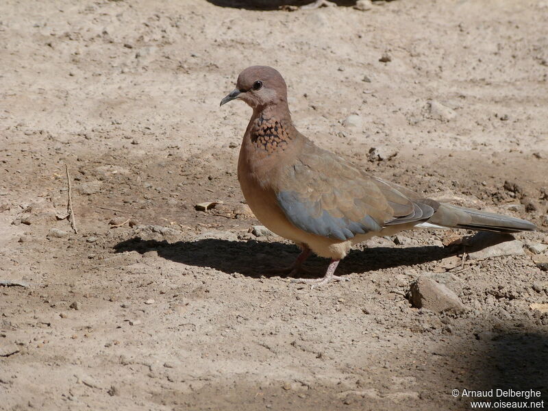 Laughing Dove