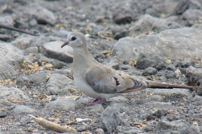 Namaqua Dove female adult, identification