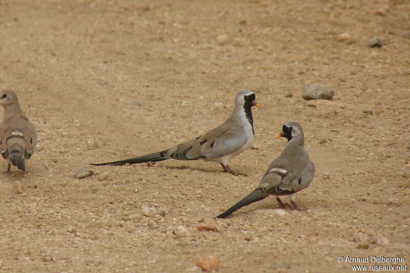 Namaqua Dove