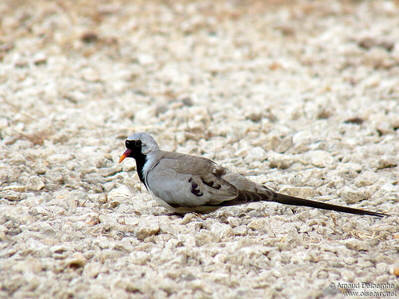 Namaqua Dove male