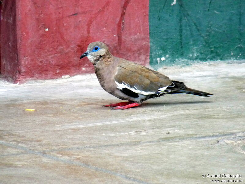 West Peruvian Dove